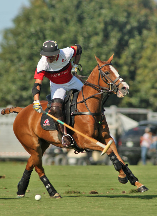 photos-us-open-alegria-10-audi-8 4 polomagazine.jpg